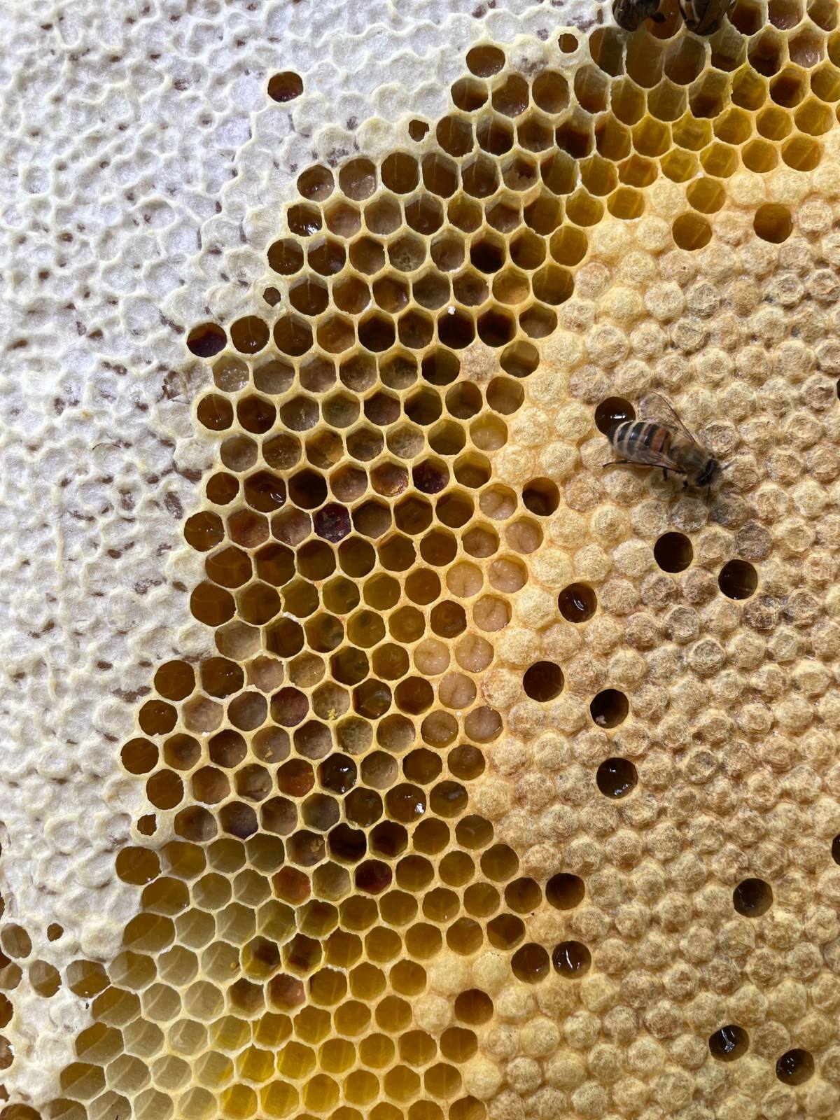 Rayons de miel de près